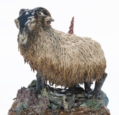 Foto van Drents Heideschaap van Carolein Smit, Collectie Drents Museum